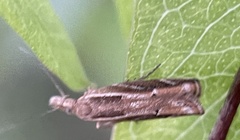 Drepanacra binocula