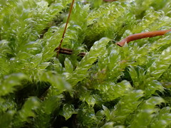 Hypnum cupressiforme cupressiforme