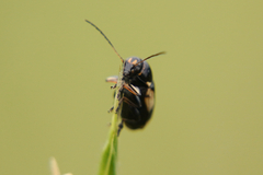 Cryptocephalus moraei