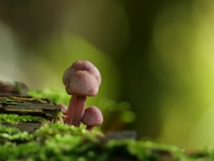 Mycena haematopus