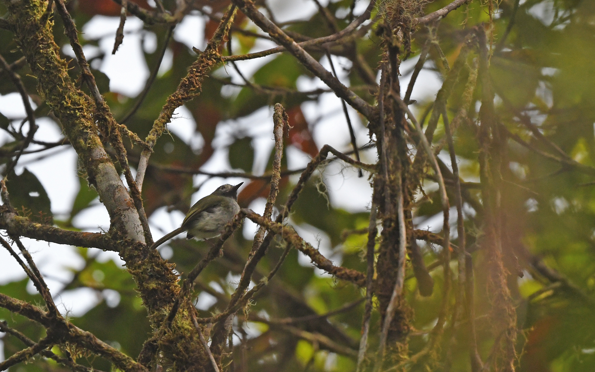 Black-throated Tody-Tyrant (Hemitriccus granadensis)
