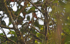 Hemitriccus granadensis