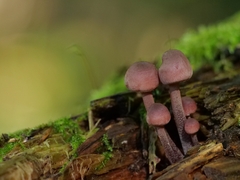 Mycena haematopus