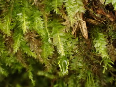Plagiothecium succulentum