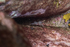 Rhynchocinetes serratus