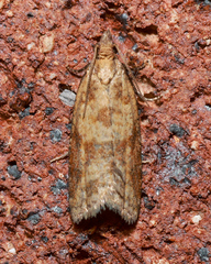 Clepsis divulsana