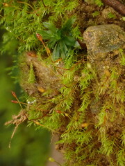 Dicranella rufescens