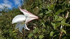 Lilium formosanum