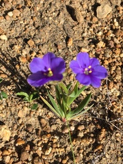 Aristea africana