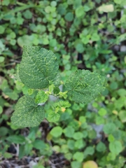 Sida cordifolia