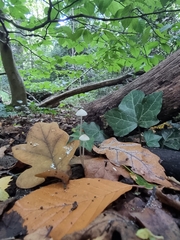 Mycena galericulata
