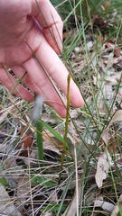 Cryptostylis