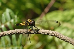Orthetrum triangulare