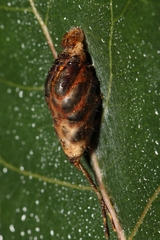 Cerurinae