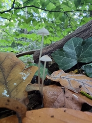 Mycena galericulata