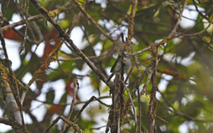 Hemitriccus granadensis