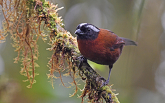 Oreothraupis arremonops