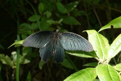 Papilio protenor