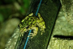 Odorrana tianmuii