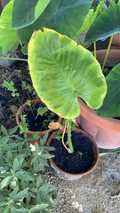 Alocasia