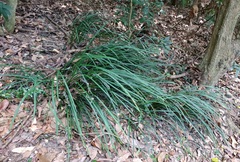 Ophiopogoneae