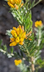 Genista linifolia