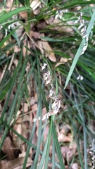 Ophiopogoneae