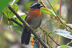 Oreothraupis arremonops