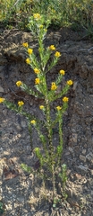 Genista linifolia
