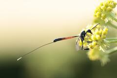 Gasteruption jaculator