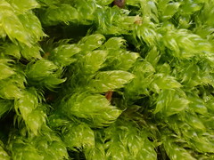Hypnum cupressiforme cupressiforme