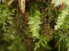 Plagiothecium succulentum