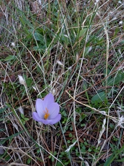 Crocus serotinus