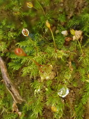 Dicranella rufescens