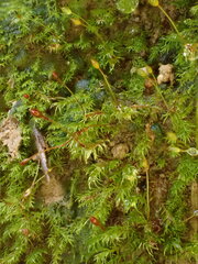 Dicranella rufescens