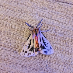 Ardices curvata