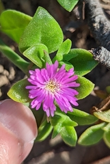 Mesembryanthemum cordifolium