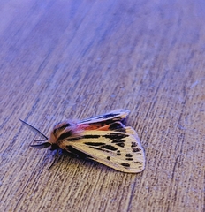 Ardices curvata