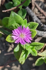 Mesembryanthemum cordifolium