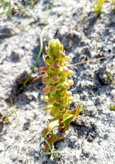 Disa pygmaea