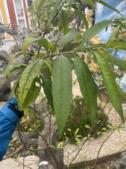 Prunus