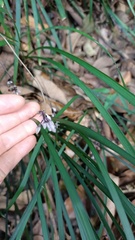 Ophiopogoneae