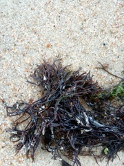 Furcellaria lumbricalis