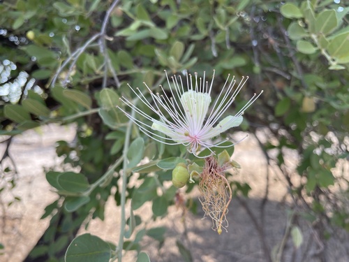 African caper (Capparis tomentosa)