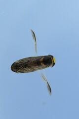 Callicorixa praeusta