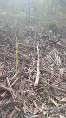 Calochilus campestris