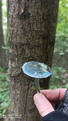 Stropharia aeruginosa