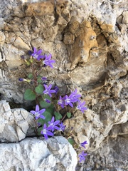 Campanula cremnophila
