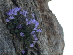 Campanula cremnophila