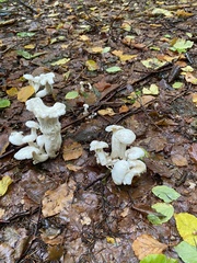 Leucocybe connata